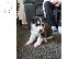 PoulaTo: Siberian husky puppies